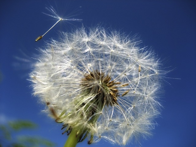What Is the Health Benefit of Dandelion?