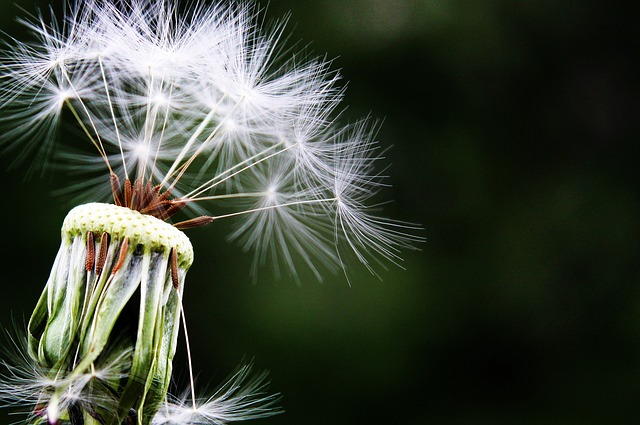 What Is the Health Benefit of Dandelion?